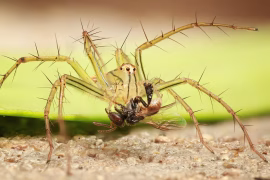 L'araignée ou l'épine dorsale du diable