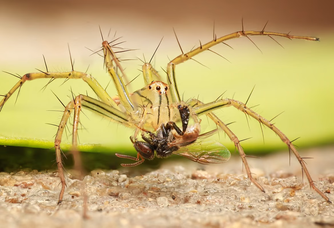 L'araignée ou l'épine dorsale du diable